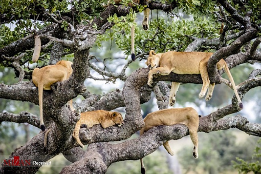 تصویری جالب از خواب شیر‌ها روی درخت