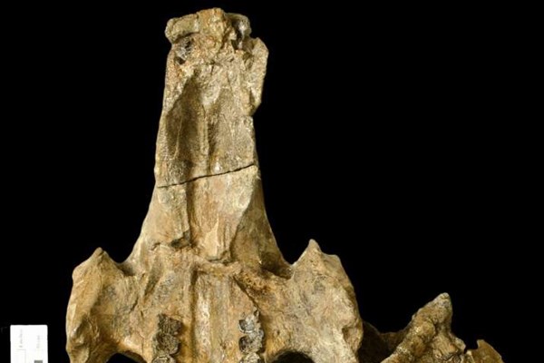 کشف فسیل گاو دریایی ۲۰ میلیون ساله+عکس