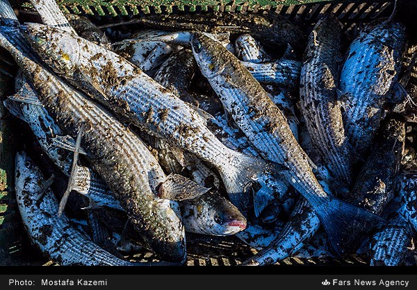 صید ماهی در شبه جزیره میانکاله