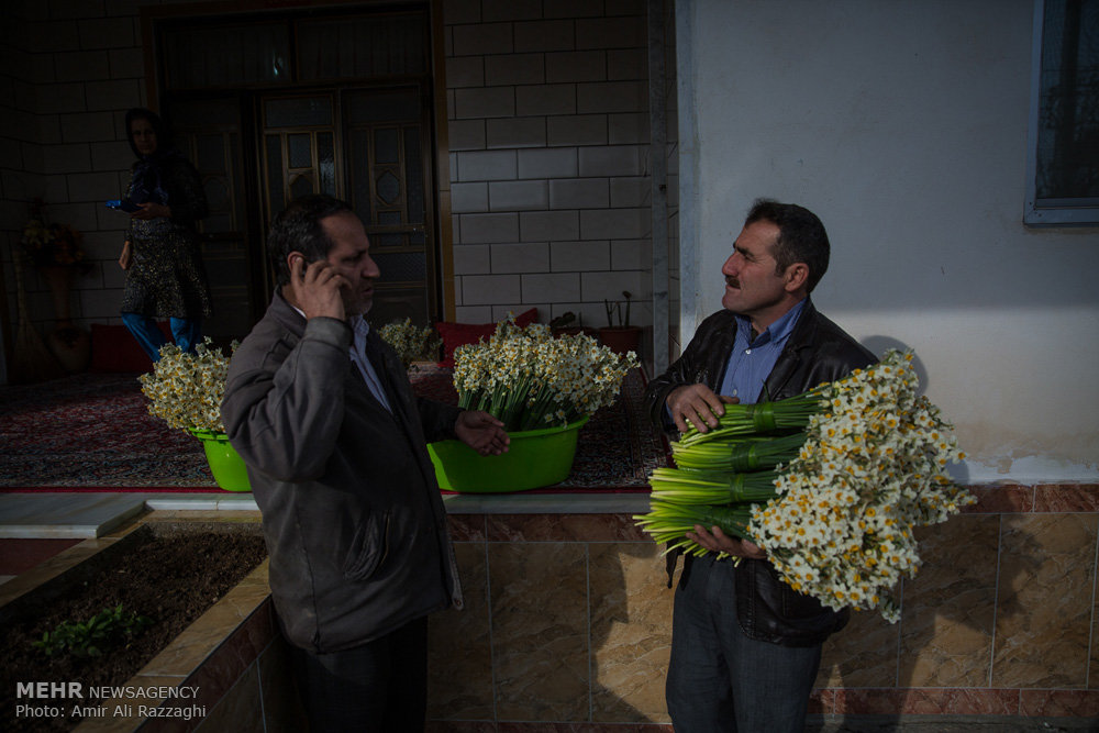 فصل نرگس در مازندران