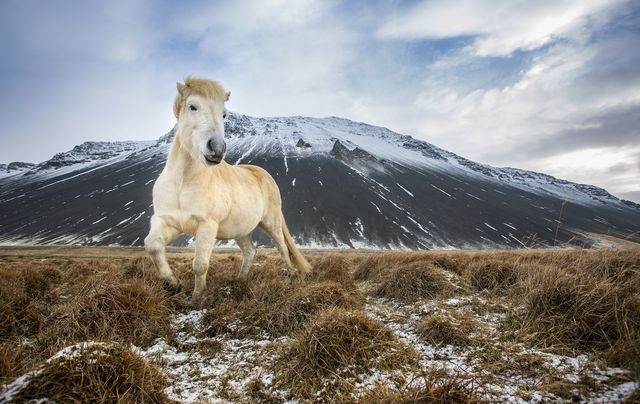 رقص اسب پاکوتاه ایسلندی/ عکس