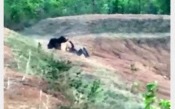 سلفی مرگبار با خرس وحشی +عکس