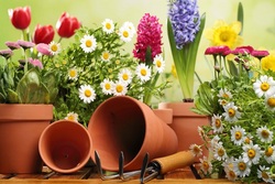 ۳ ویژگی یک گلدان مناسب برای پرورش گل و گیاه