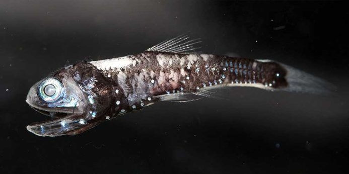 کشف گونه‌ای ماهی که در تاریکی رنگ‌ها را می‌بینید