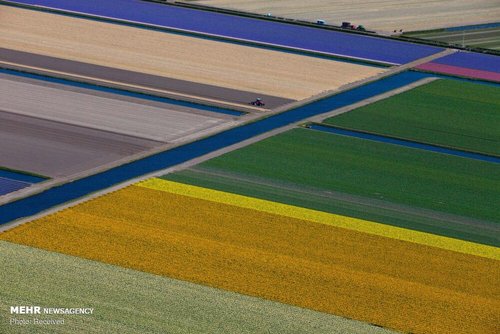 مزارع گل لاله در هلند+عکس