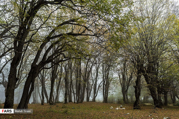 جنگل‌های هیرکانی، دومین اثر بزرگ طبیعی ایران+عکس