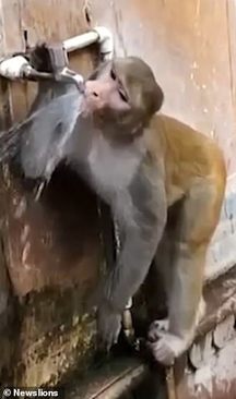 آب خوردن جالب میمون هندی