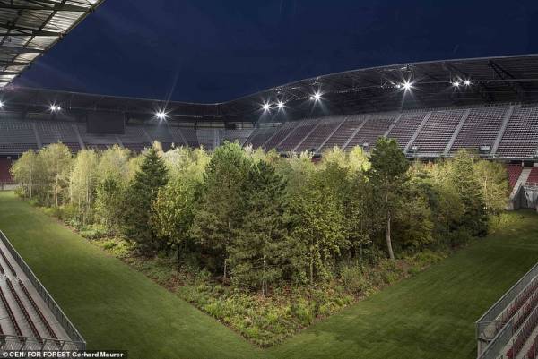 ساخت جنگل وسط استادیوم فوتبال +عکس