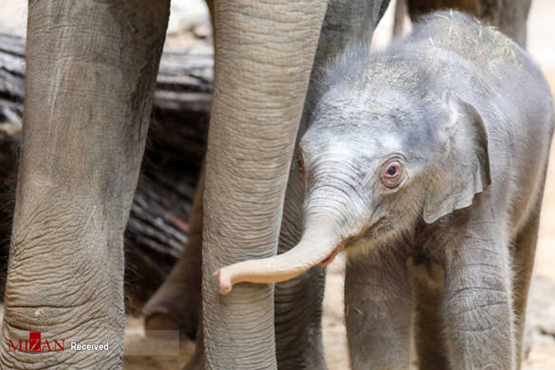 بچه فیل تازه متولد شده در باغ وحش آلمان +تصاویر