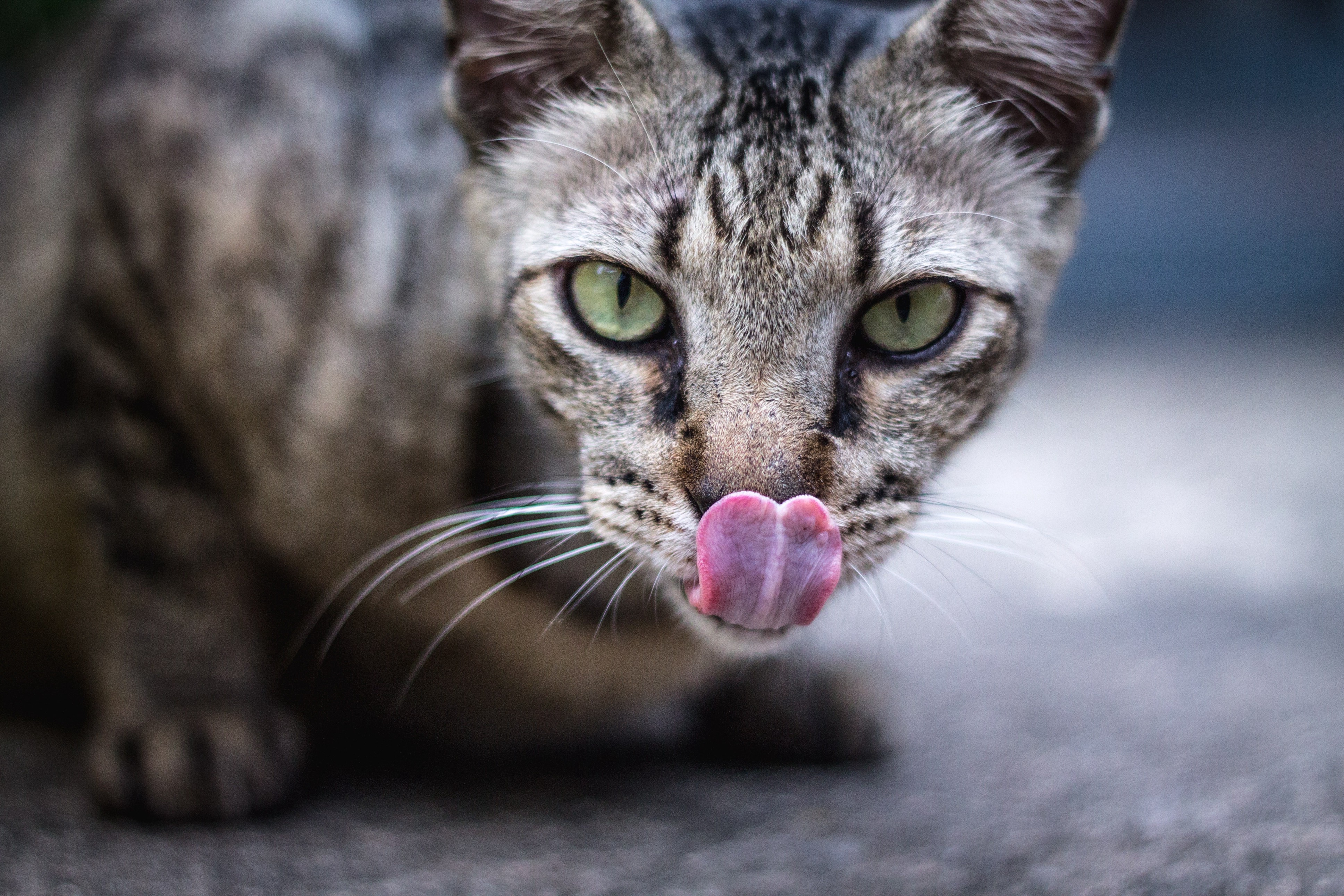 گربه سمج آدمخوار محققین را مبهوت کرد