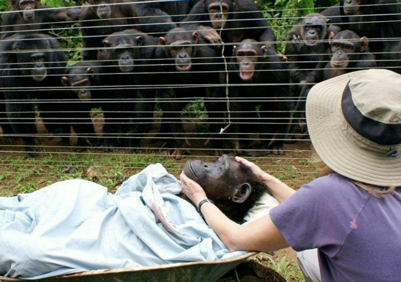 ناراحتی شامپانزه‌ها برای از دست دادن شامپانزه‌ای دیگر + عکس