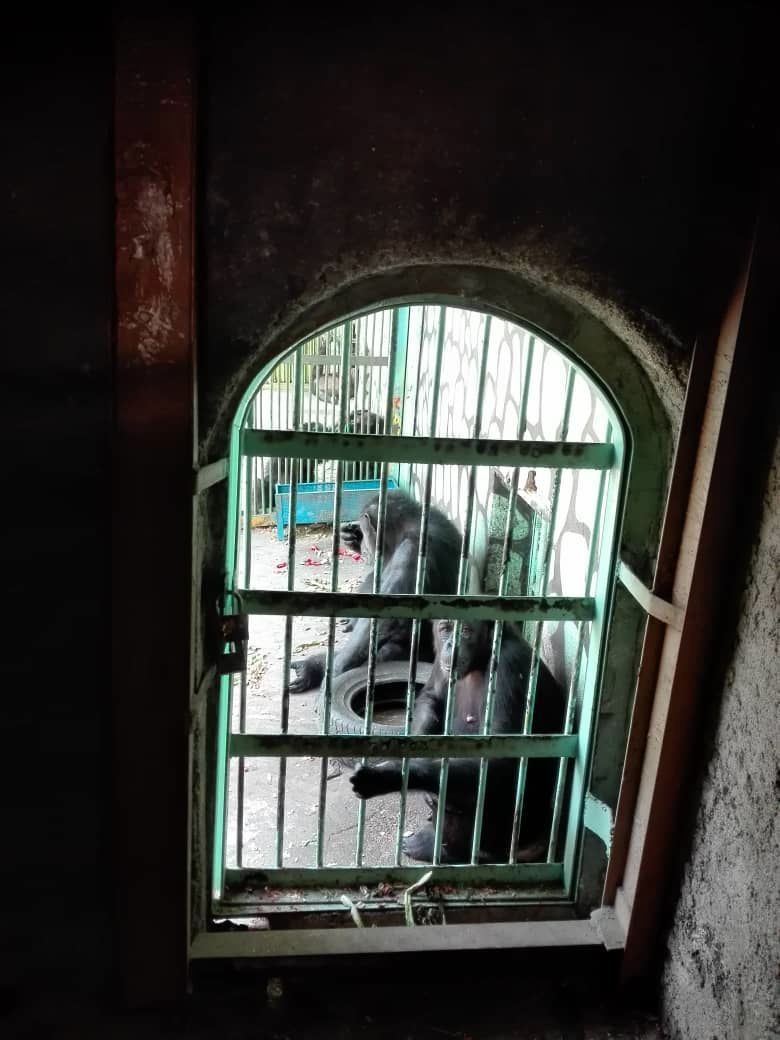 تشکیل پرونده برای شامپانزه ۳ ساله در دادگاه