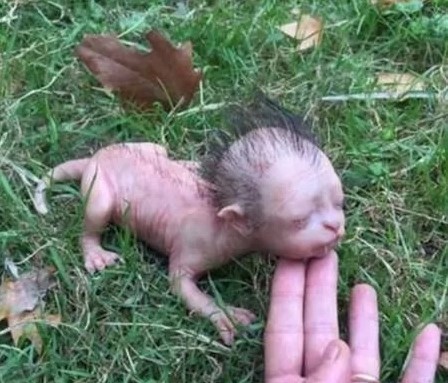 کشف موجودی با سر انسان و بدن حیوان در مالزی