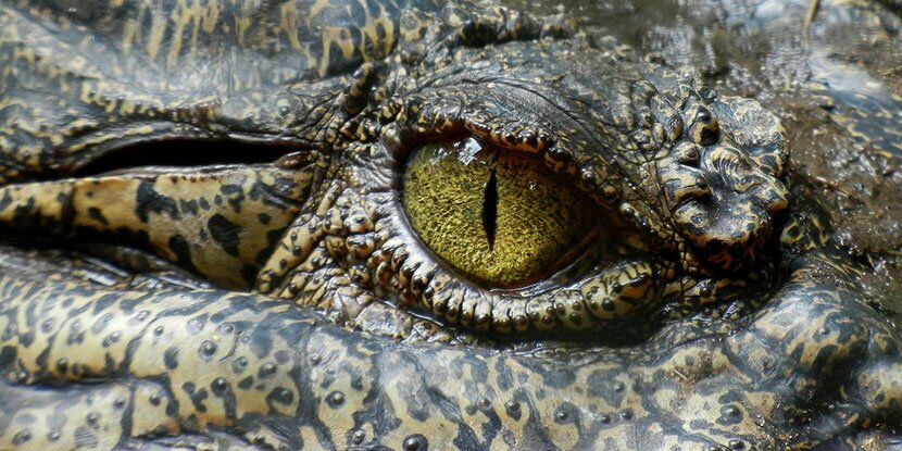 «اشک تمساح»