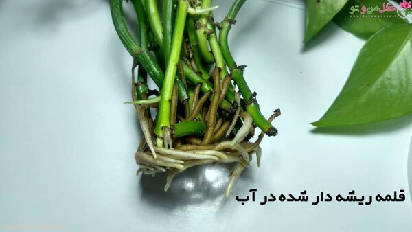 ترفند قلمه زدن انواع پتوس