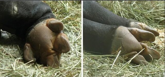 اسبها زمانی انگشت داشتند اسبها زمانی انگشت داشتند!