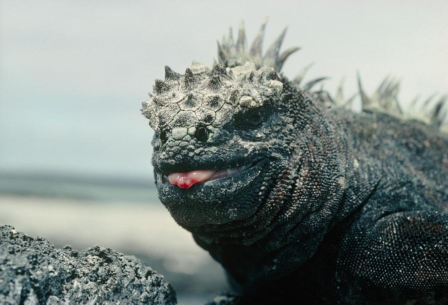 جانوری که برادر خونی اژدهای اساطیری است