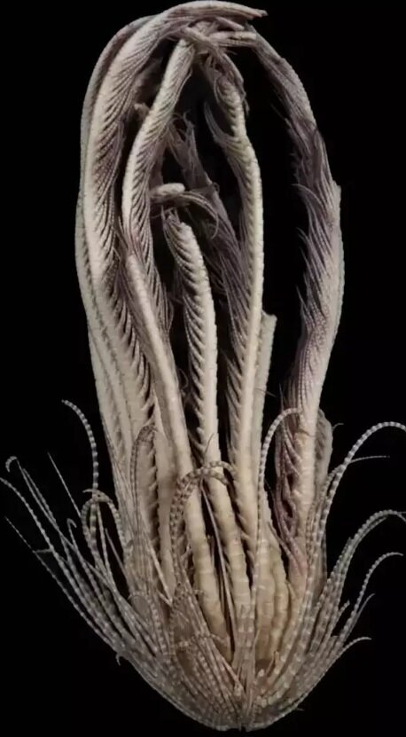 کشف موجودی ترسناک در اعماق قطب جنوب با ۲۰ دست