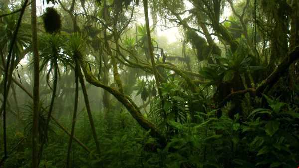 جنگل کنگو و عجایب ان