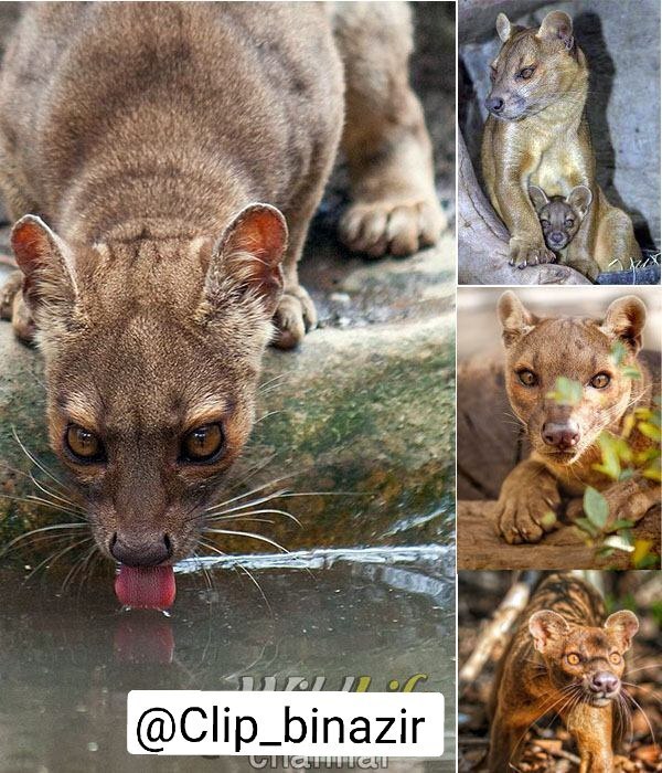 درنده خوترین و ترسناکترین حیوان ماداگاسکار را ببینید+ عکس