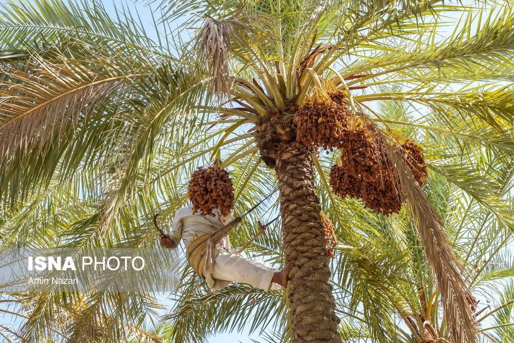 برداشت خرما در خرماپزان شادگان+تصاویر