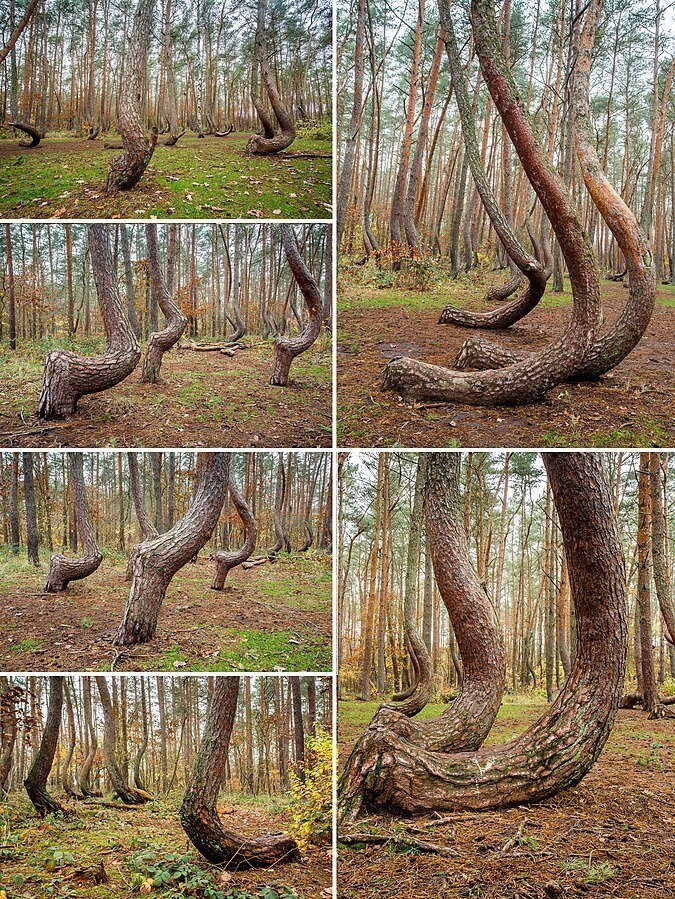 شکل پر رمز و راز درختان در یکی از جنگل‌ های لهستان!