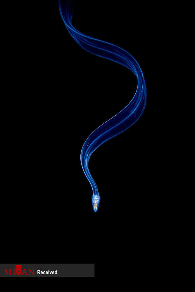 برندگان مسابقه عکاسی کلوز آپ (۲۰۲۰)