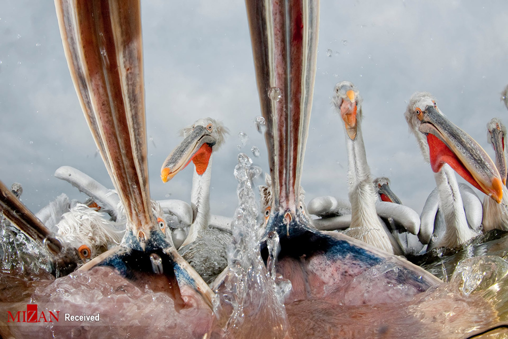 برندگان مسابقه عکاسی کلوز آپ (۲۰۲۰)