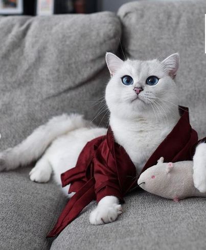 شهرت عجیب گربه مجازی با ۱.۸ میلیون فالوئر + تصاویر