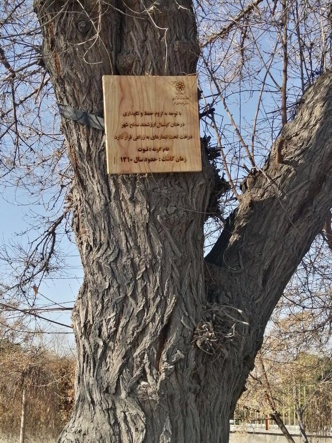 اقدام قابل توجه شهرداری مشهد برای حفظ درختان قدیمی شهر+ عکس