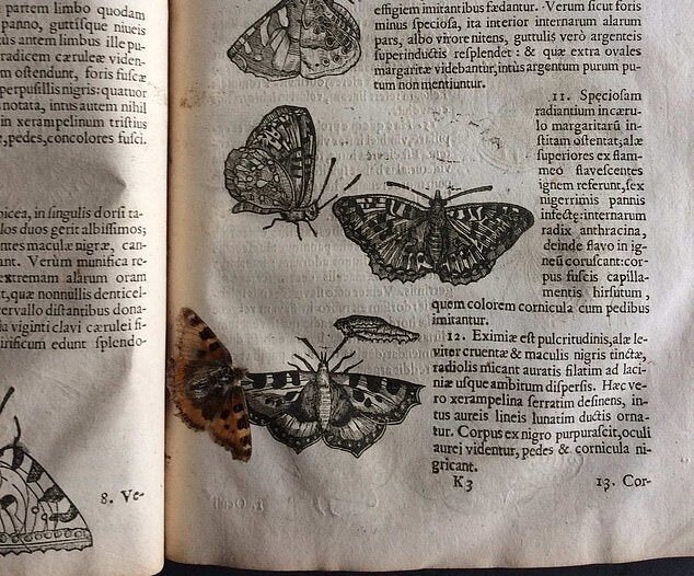 کشف یک پروانه ۴۰۰ ساله در میان صفحات کتابی قدیمی! + تصاویر