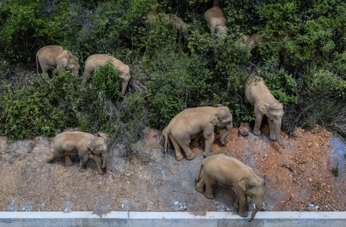 دیدنی‌های روز؛ از واکسیناسیون کرونا در ونزوئلا تا سفر ۱۵ فیل وحشی به شهر میلیونی چینی