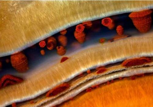 عکاسی میکروسکوپی؛ برندگان نیکون دنیای کوچک ۲۰۲۱ +عکس