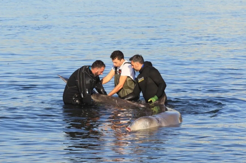 دیدنی های روز؛ از آغاز سال نو چینی تا تلاش برای نجات یک بچه نهنگ زخمی