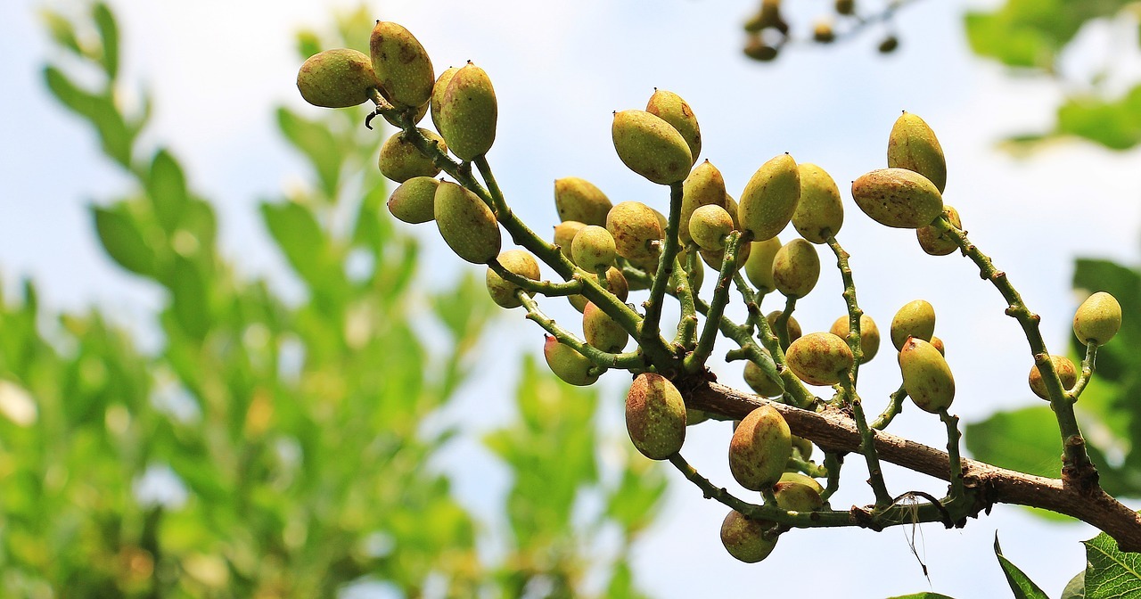 زنگ خطر بیخ گوش پسته ایران؛ اسپانیا طلای سبز را جایگزین زیتون میکند زنگ خطر بیخ گوش پسته ایران؛ اسپانیا طلای سبز را جایگزین زیتون میکند