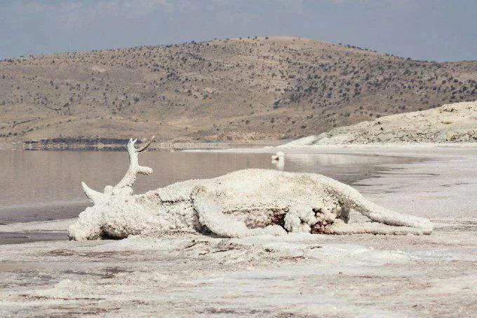 گوزن زرد ایرانی در جزیره اشک ارومیه