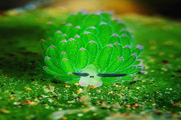 موجودی عجیب در اعماق دریا‌ها + عکس