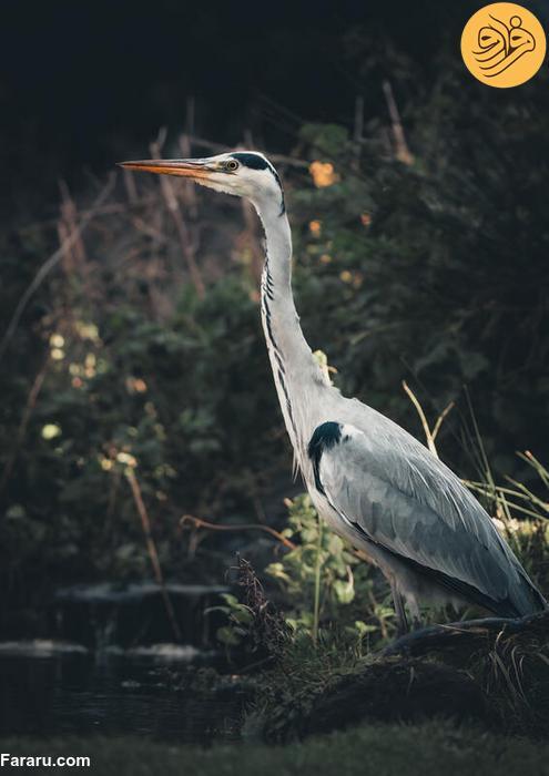 شکار موش توسط حواصیل