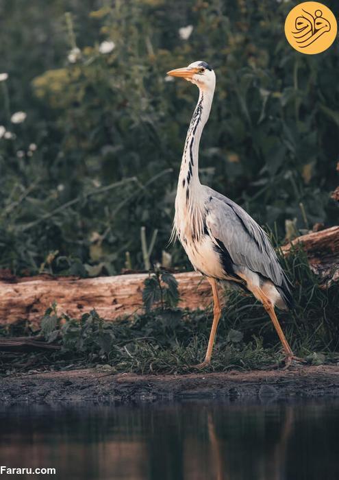 شکار موش غول پیکر