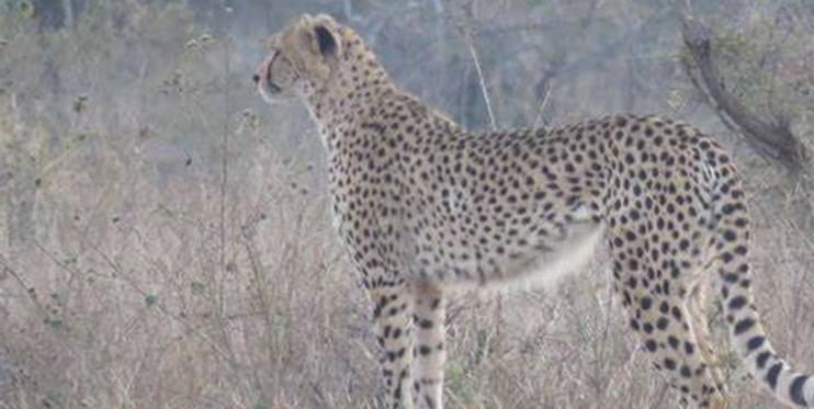 تکثیر پیروز در اسارت