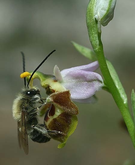 رابطه زنبور نر با ارکیده زنبوری