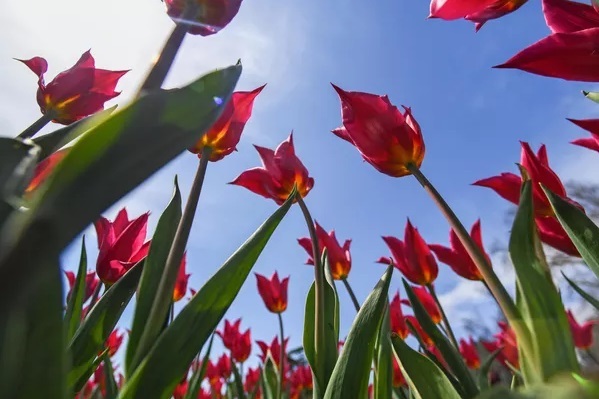 نمایشگاه سالانه رژه لاله ها در باغ گیاه شناسی روسیه