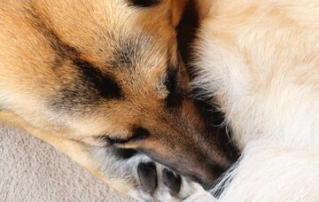 تفاوت های جالب دوربین های سامسونگ گلکسی S23 Ultra با آیفون اپل 14 Pro